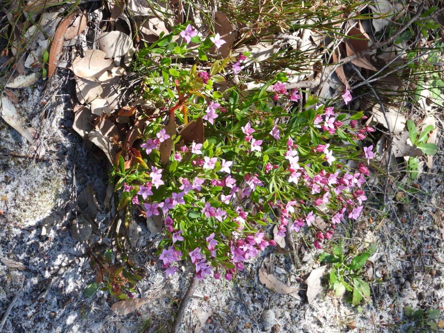 Image de Boronia anceps Paul G. Wilson