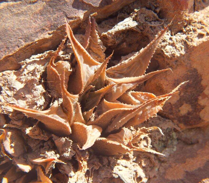 Image of Haworthia mirabilis (Haw.) Haw.