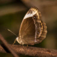 Image of Mycalesis anaxioides Marshall & de Nicéville 1883