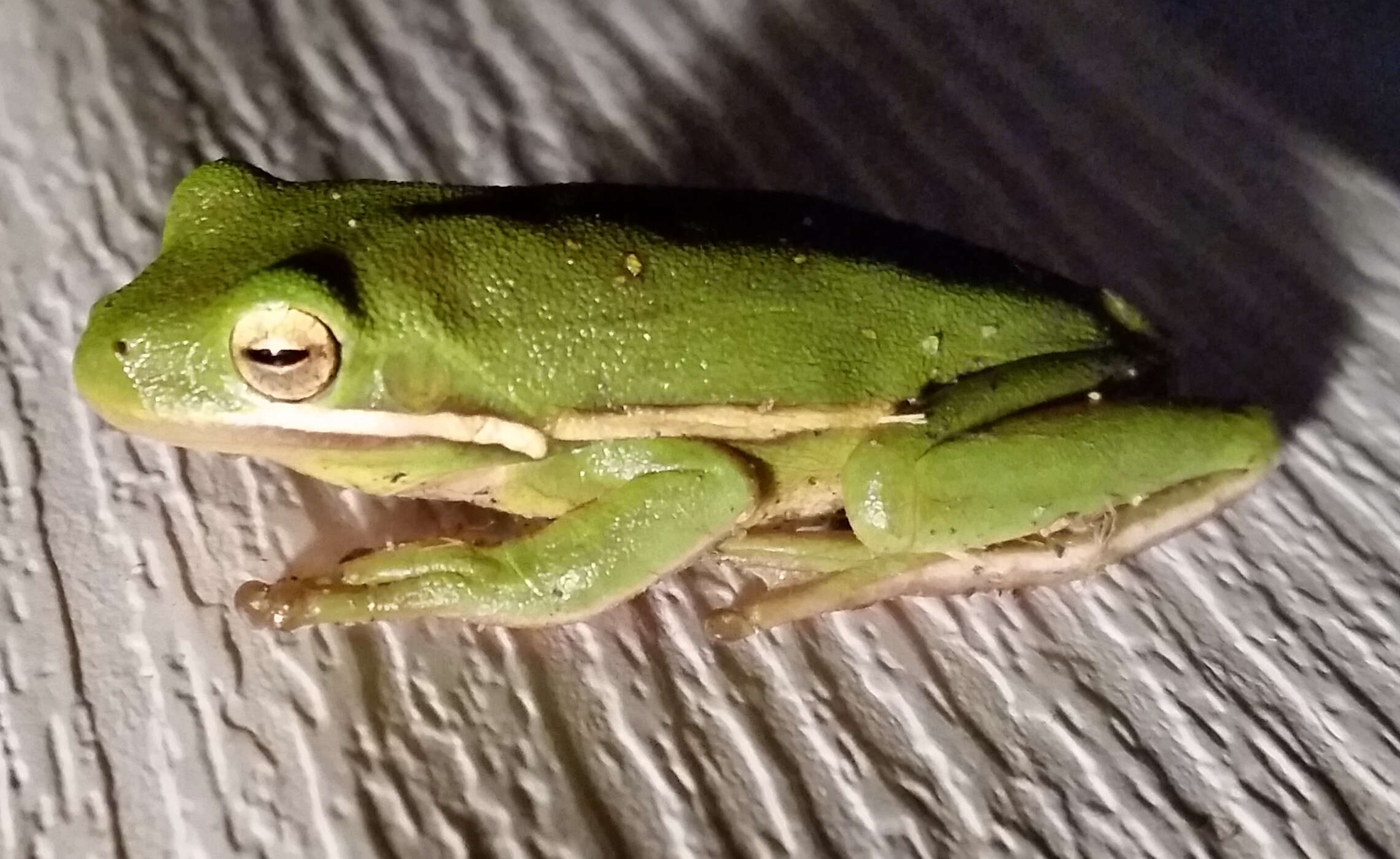 Image of American Green Treefrog