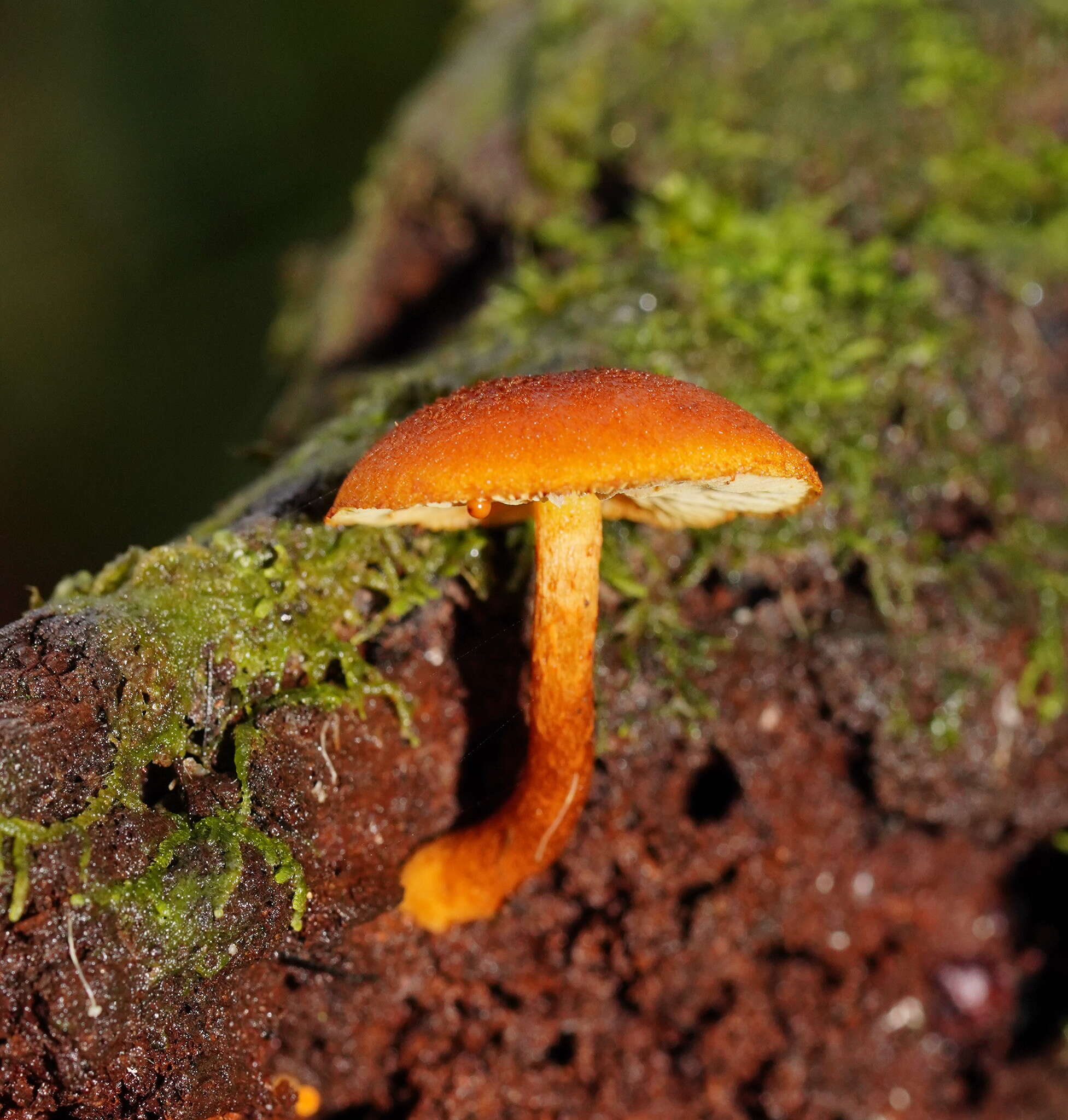 Image of Gymnopilus ferruginosus B. J. Rees 2001