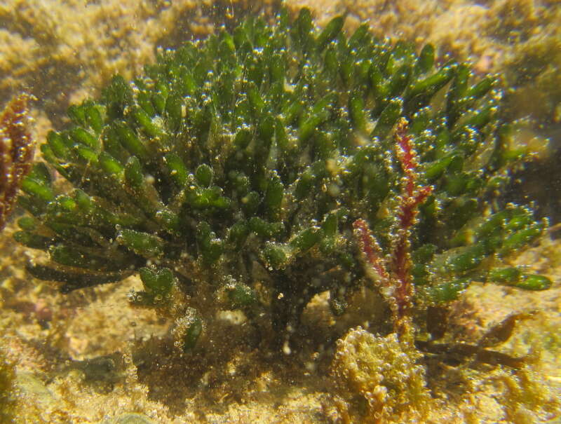 Image of Codium fragile