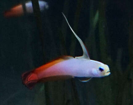 Image of Fire Dartfish