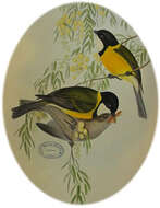 Image of Australian Golden Whistler