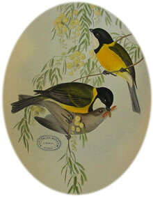 Image of Australian Golden Whistler