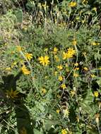 Image of Tagetes lacera Brandeg.