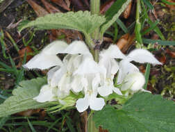 Image of white deadnettle