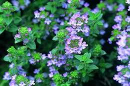 Image of Common Thyme