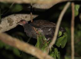 Image of Philippine Megapode