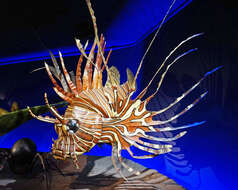 Image of Pterois