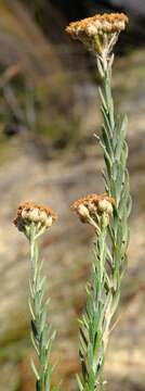 Image de Athanasia pubescens (L.) L.