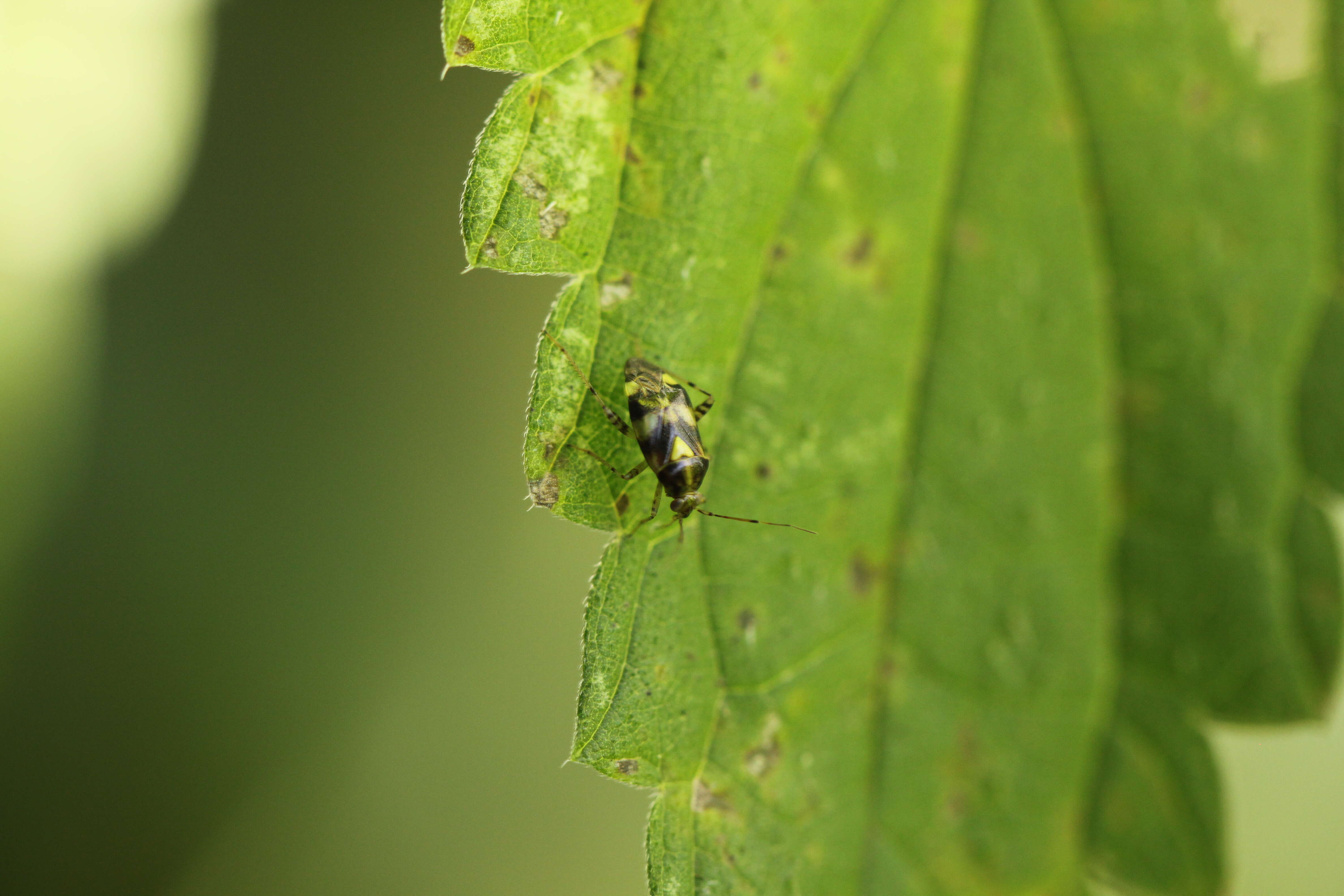 Image of Liocoris