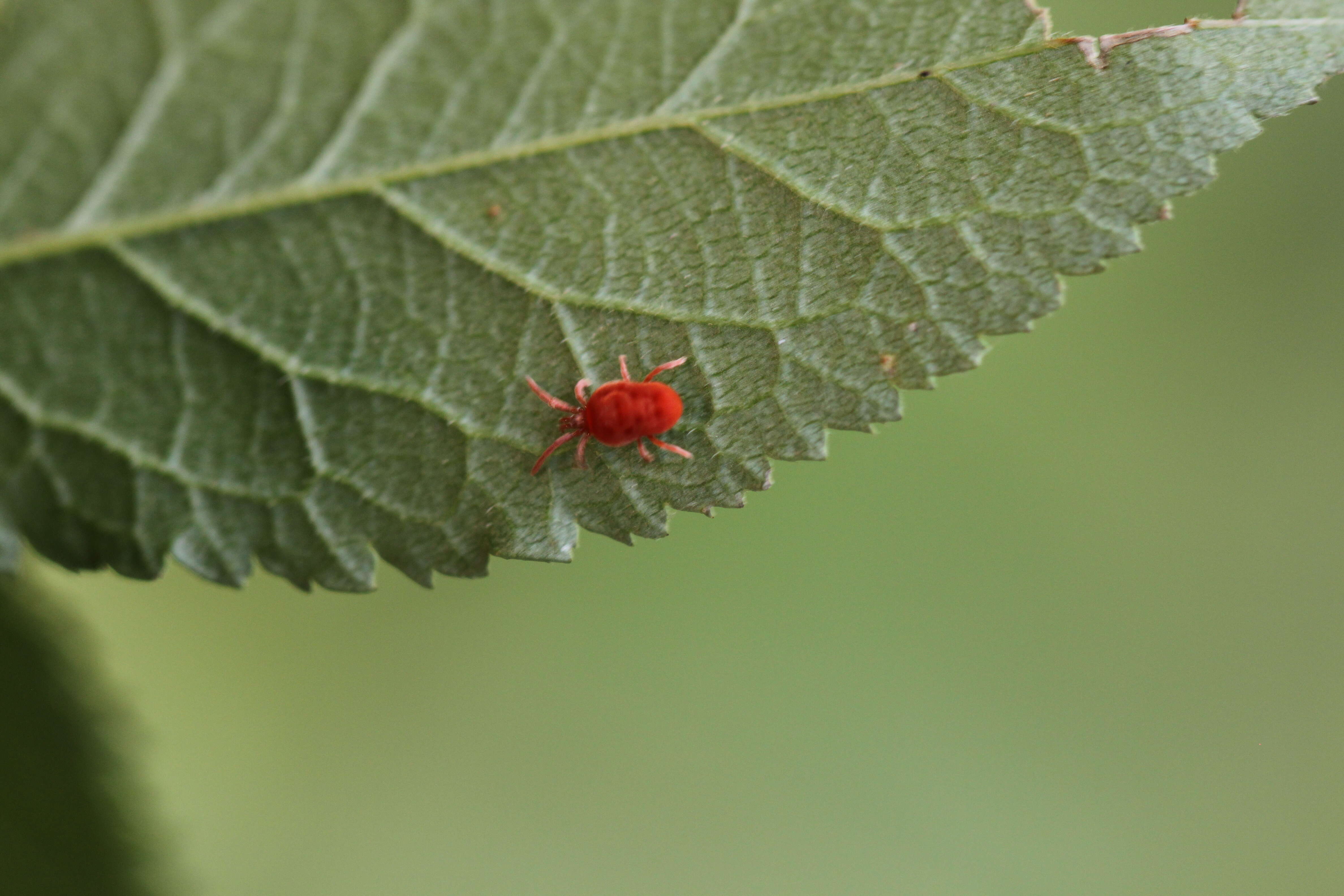 Image of Trombidium holosericeum