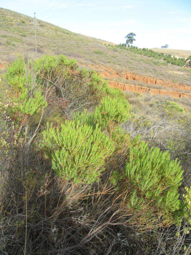 Image of <i>Leucadendron <i>lanigerum</i></i> var. lanigerum