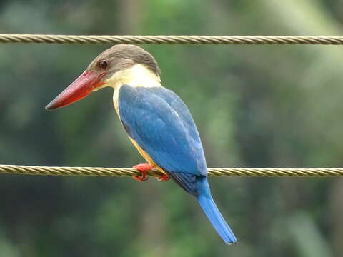 Image of Stork-billed Kingfisher