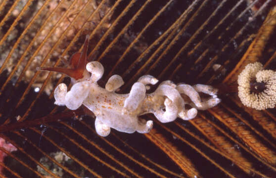 Image of Eubranchus cucullus Behrens 1985