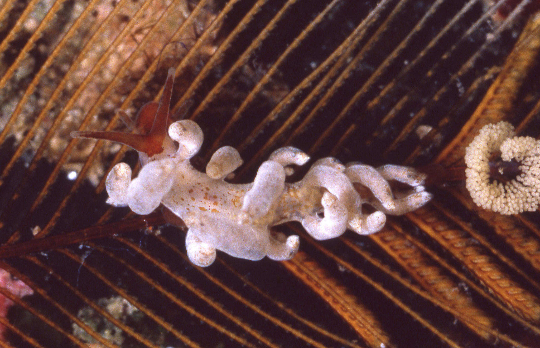 Image de Eubranchus cucullus Behrens 1985