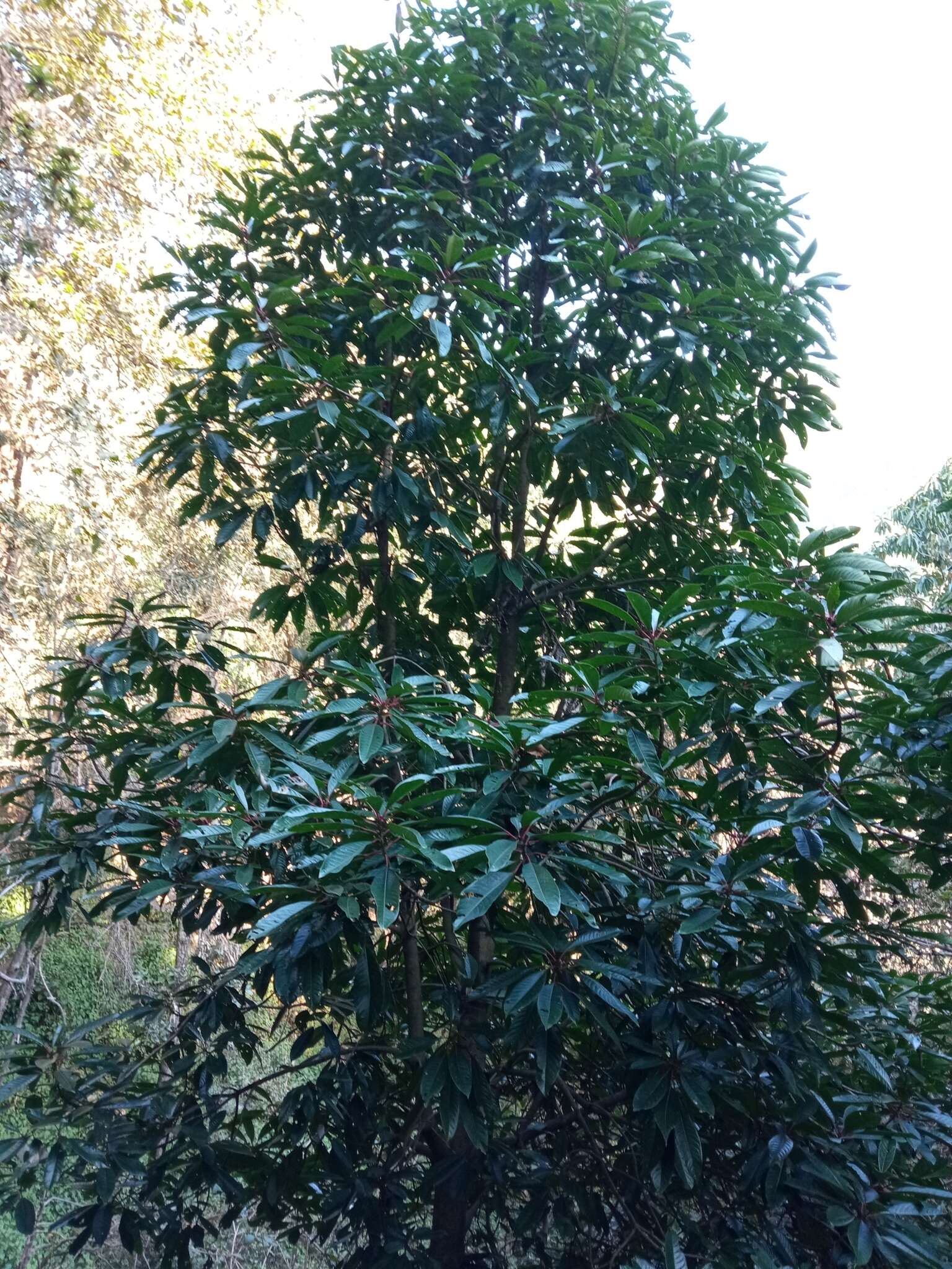 Imagem de Daphniphyllum himalayense (Benth.) Müll. Arg.