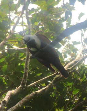 Image of Three-wattled Bellbird