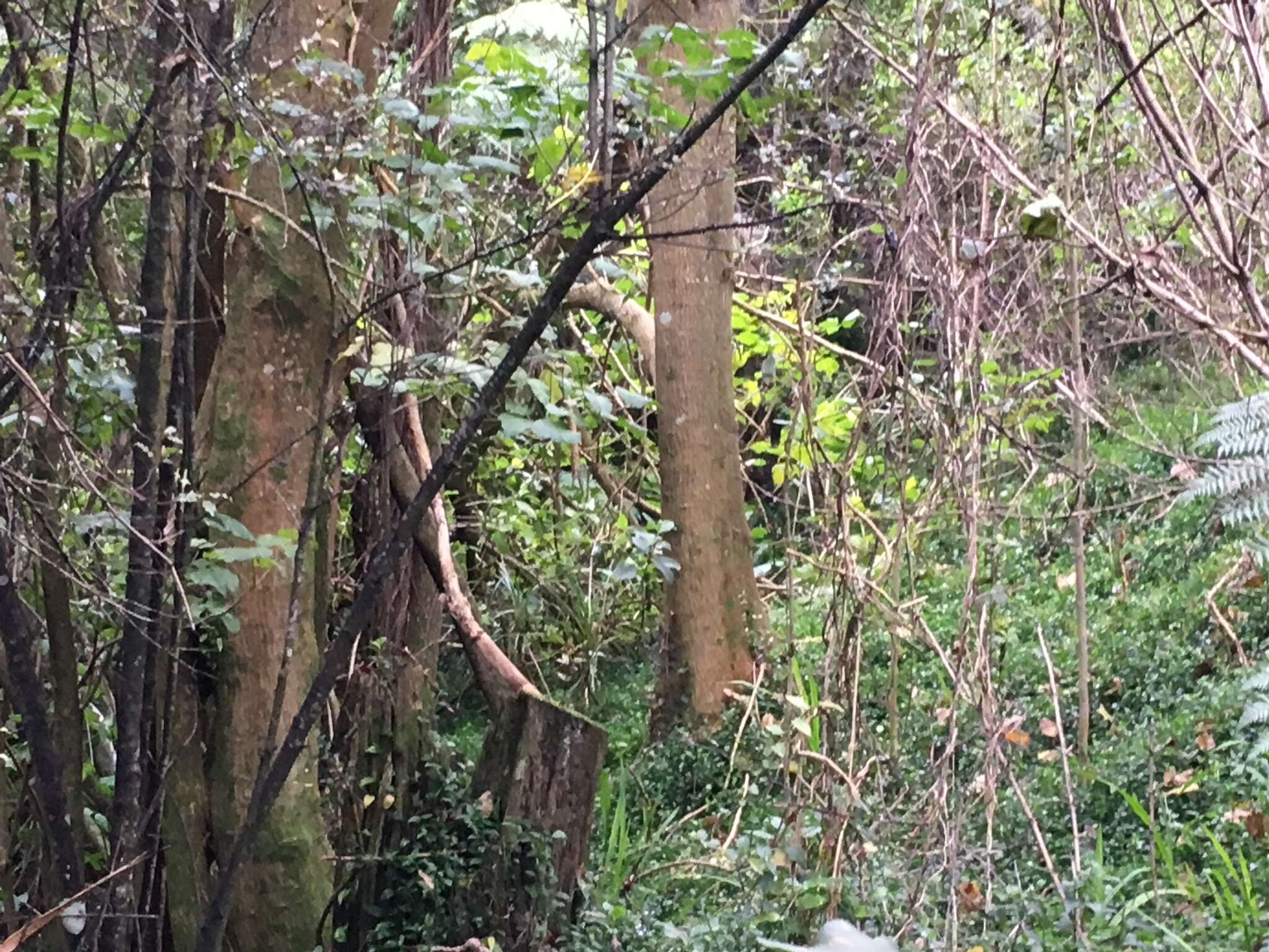 Image of Erythrina sykesii Barneby & Krukoff