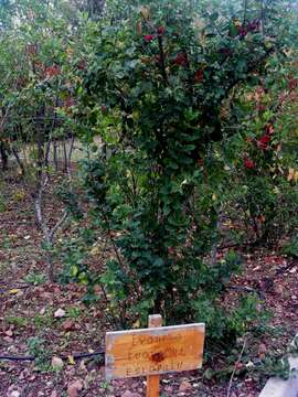 Image of Common spindle tree