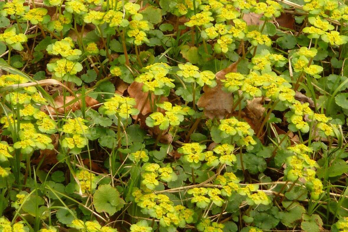 Plancia ëd Chrysosplenium alternifolium L.