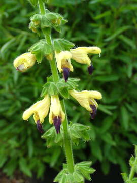 Salvia bulleyana Diels resmi