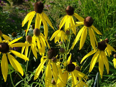 صورة Ratibida pinnata (Vent.) Barnh.