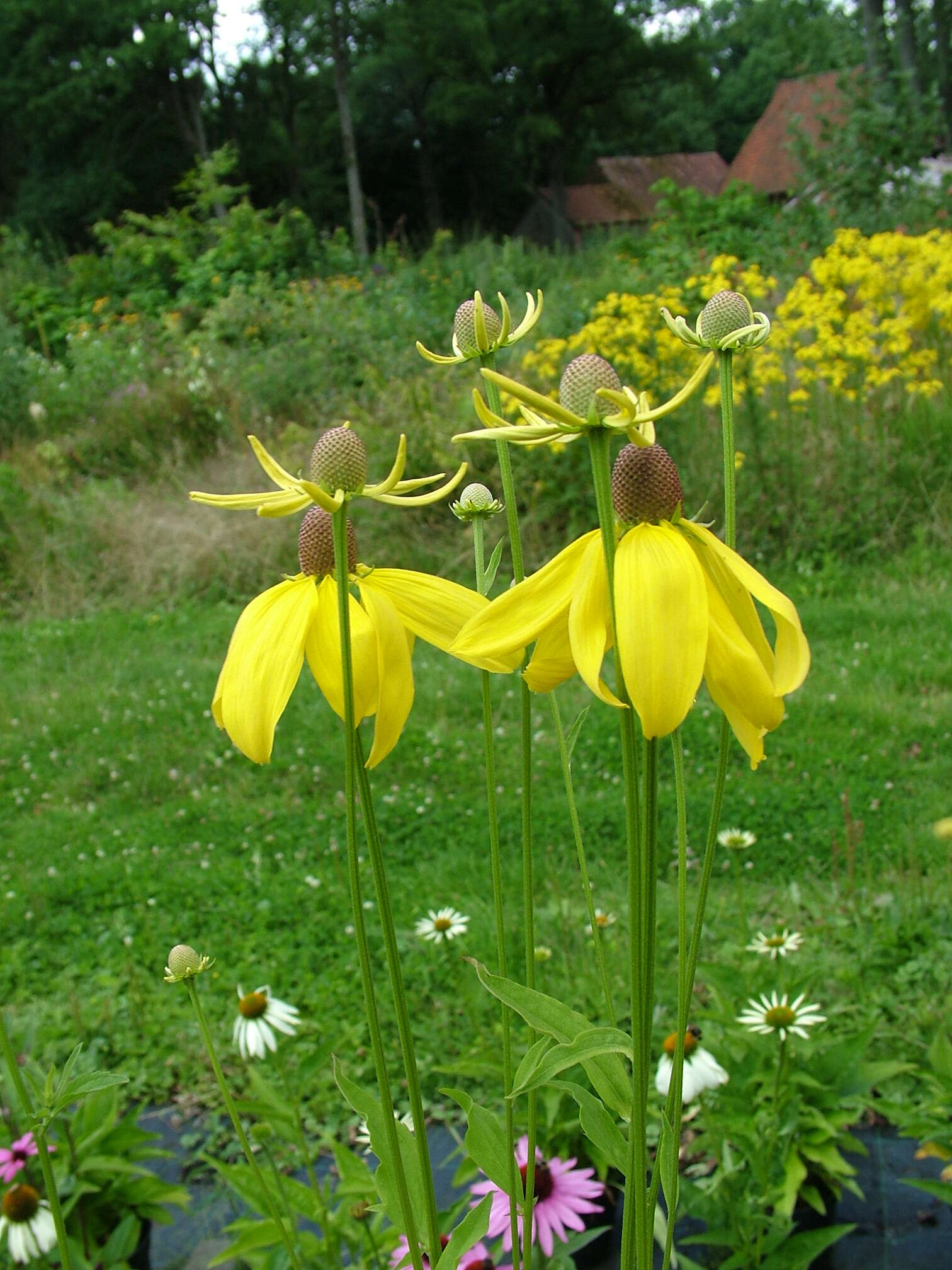 صورة Ratibida pinnata (Vent.) Barnh.