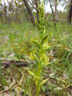 Image of Prasophyllum pallidum Nicholls