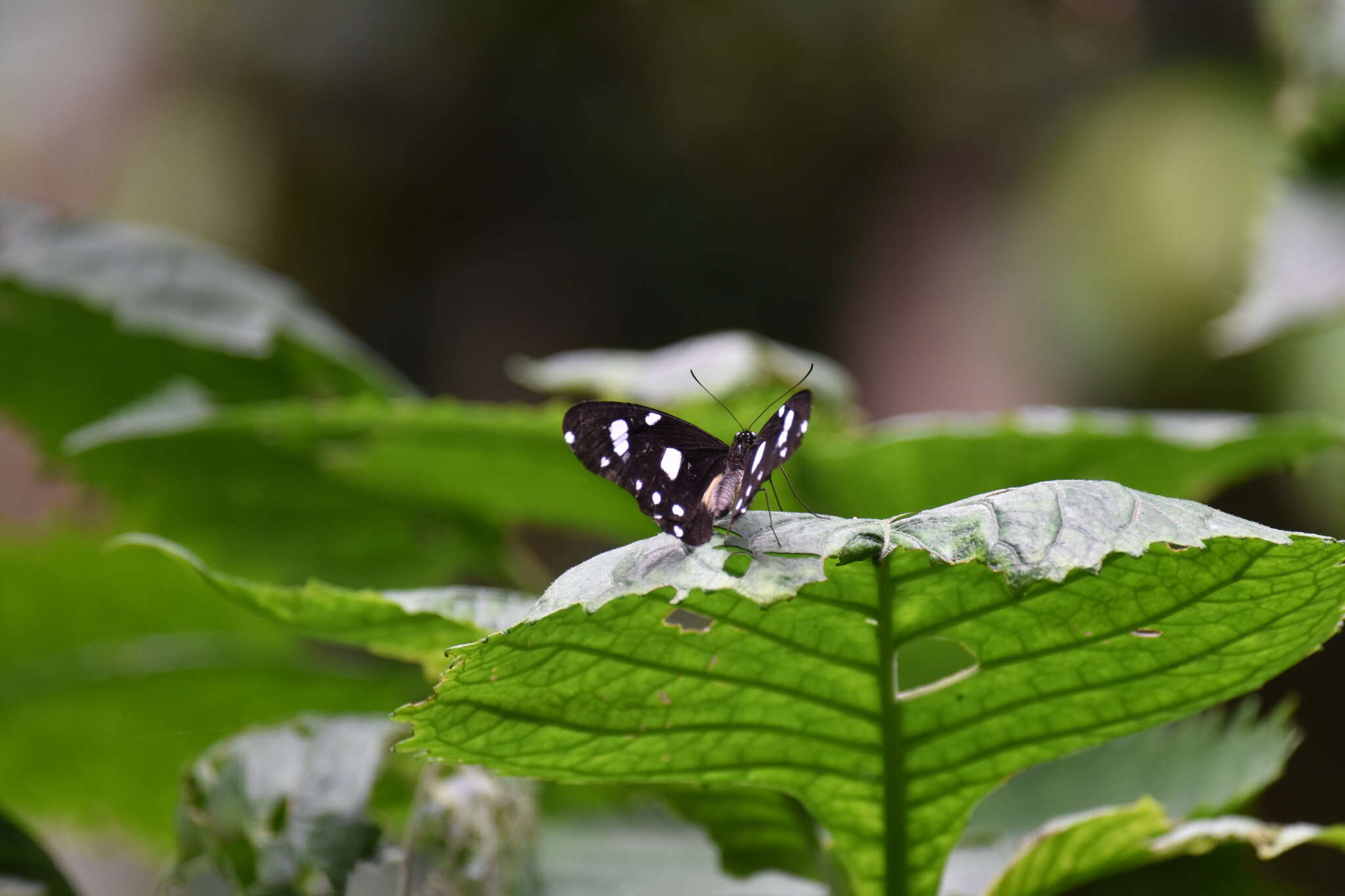 Image of White-banded Swallowtail