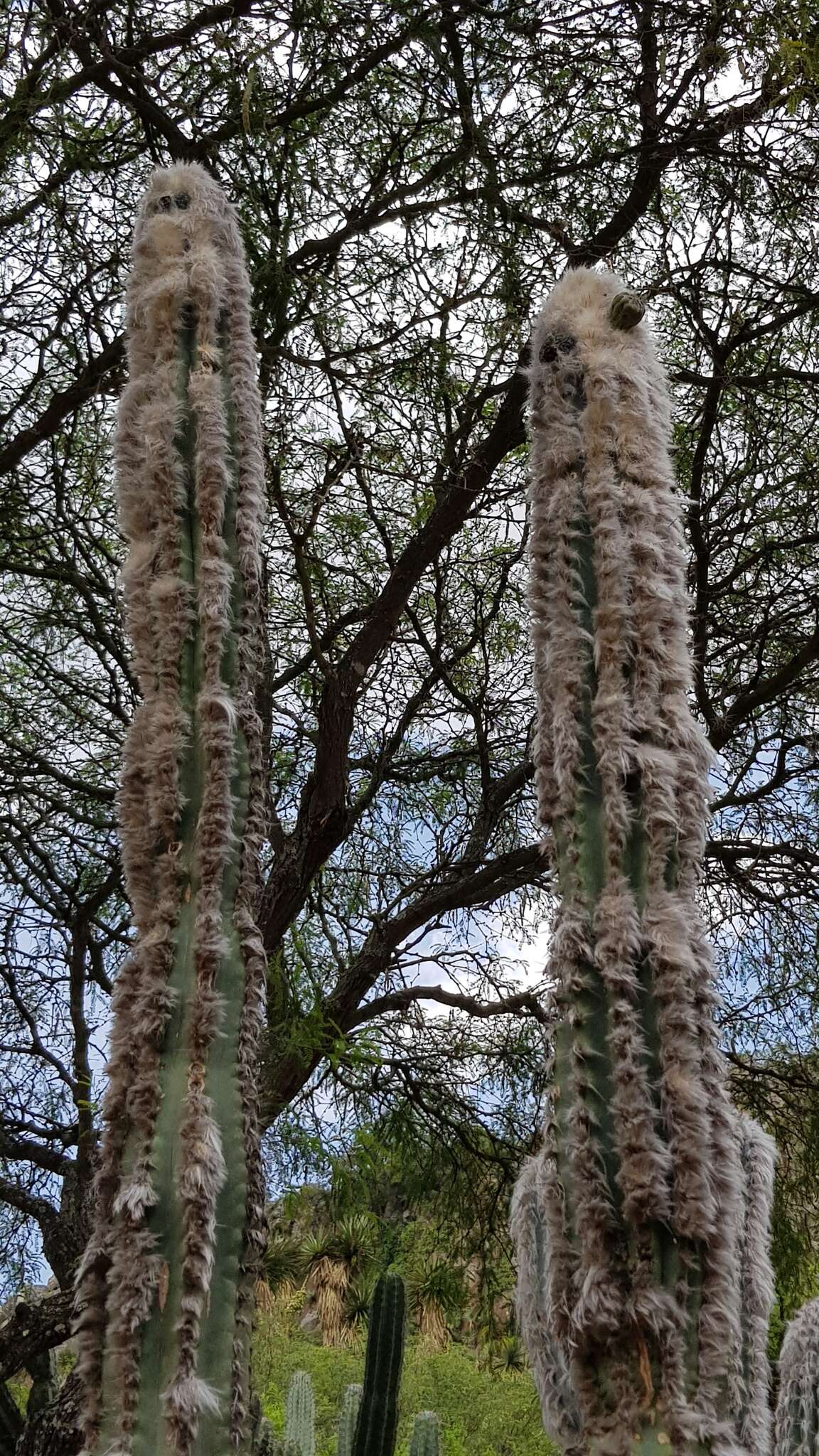 Image of Pilosocereus leucocephalus (Poselg.) Byles & G. D. Rowley