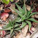 Image of Haworthiopsis limifolia var. limifolia