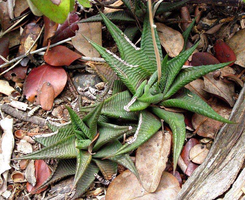 Image of Haworthiopsis limifolia var. limifolia