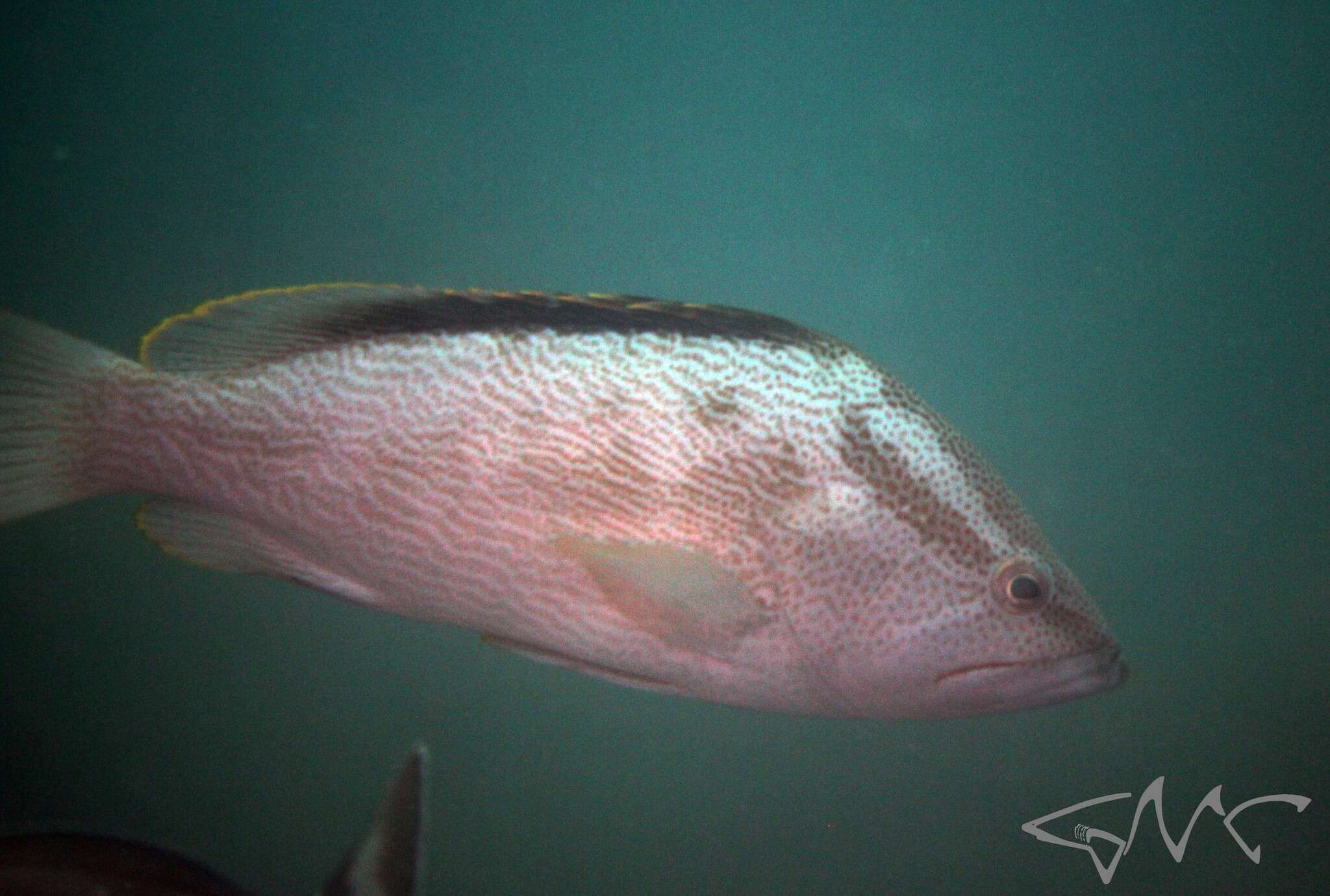 Epinephelus undulatostriatus (Peters 1866)的圖片