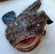 Image of Goosefish