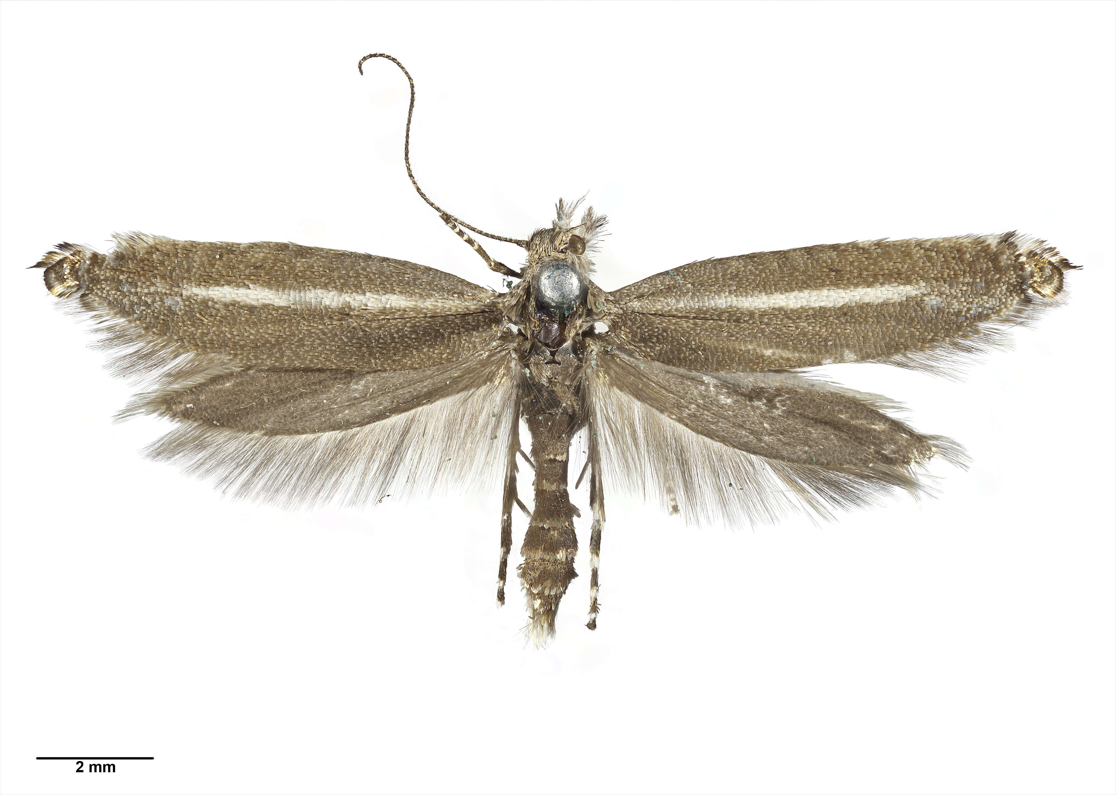 Image of Glyphipterix