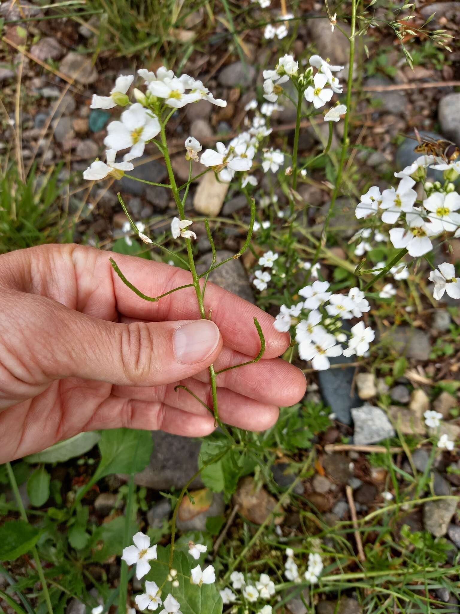 Imagem de Dontostemon pinnatifidus (Willd.) Al-Shehbaz & H. Ohba