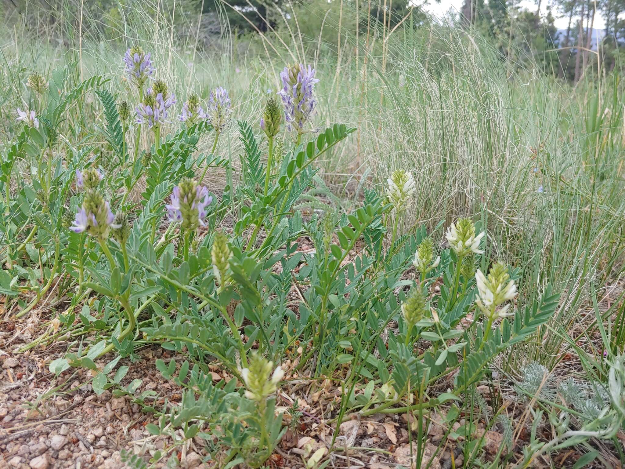 Image of prairie milkvetch