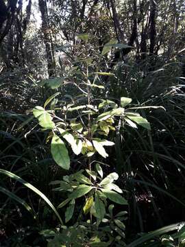 Image of Coprosma dodonaeifolia W. R. B. Oliv.