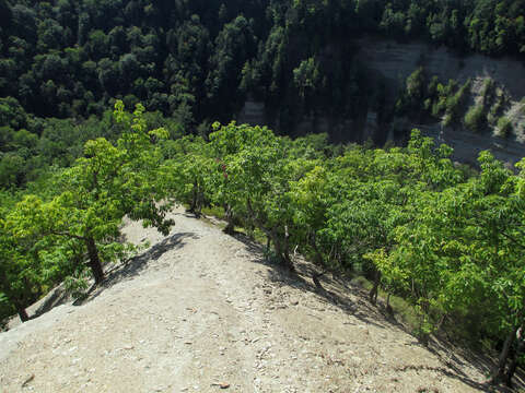 Слика од Quercus montana Willd.