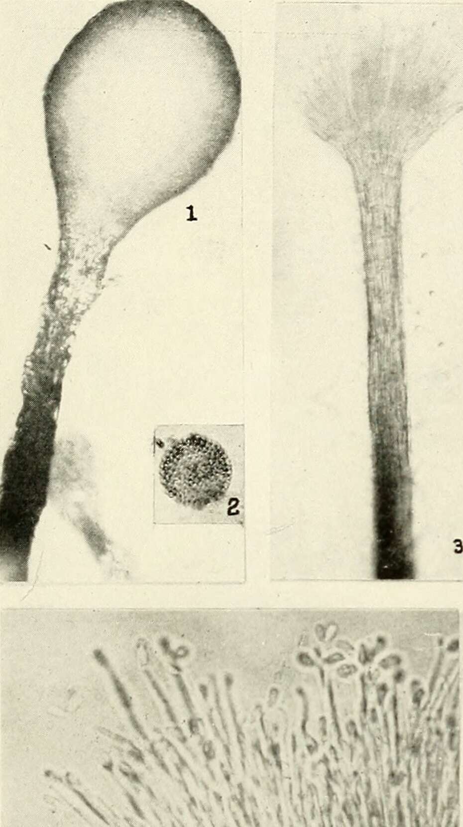 Image of Dutch elm disease