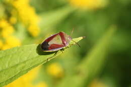 Image of Piezodorus lituratus (Fabricius 1794)