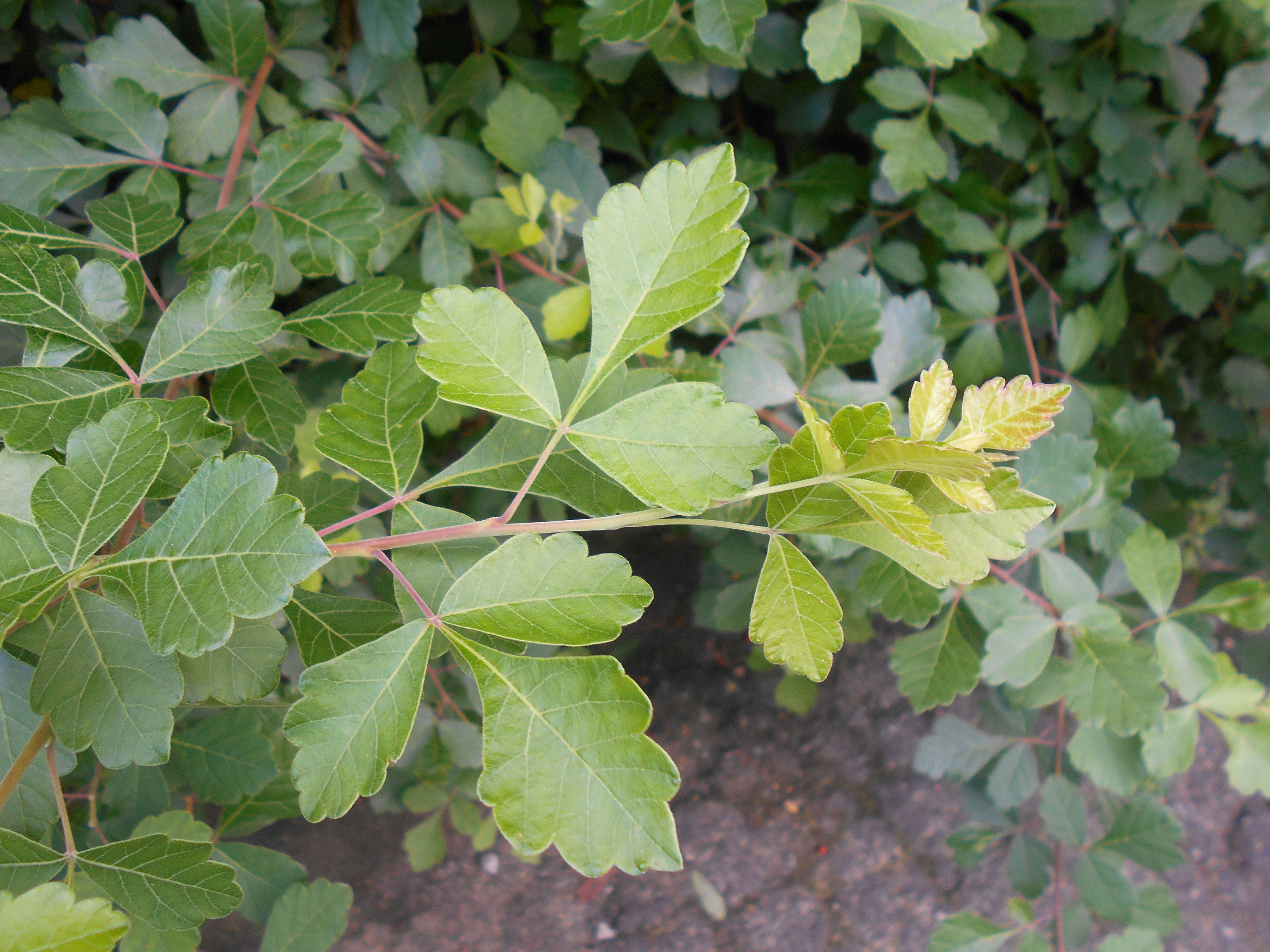 Image of fragrant sumac