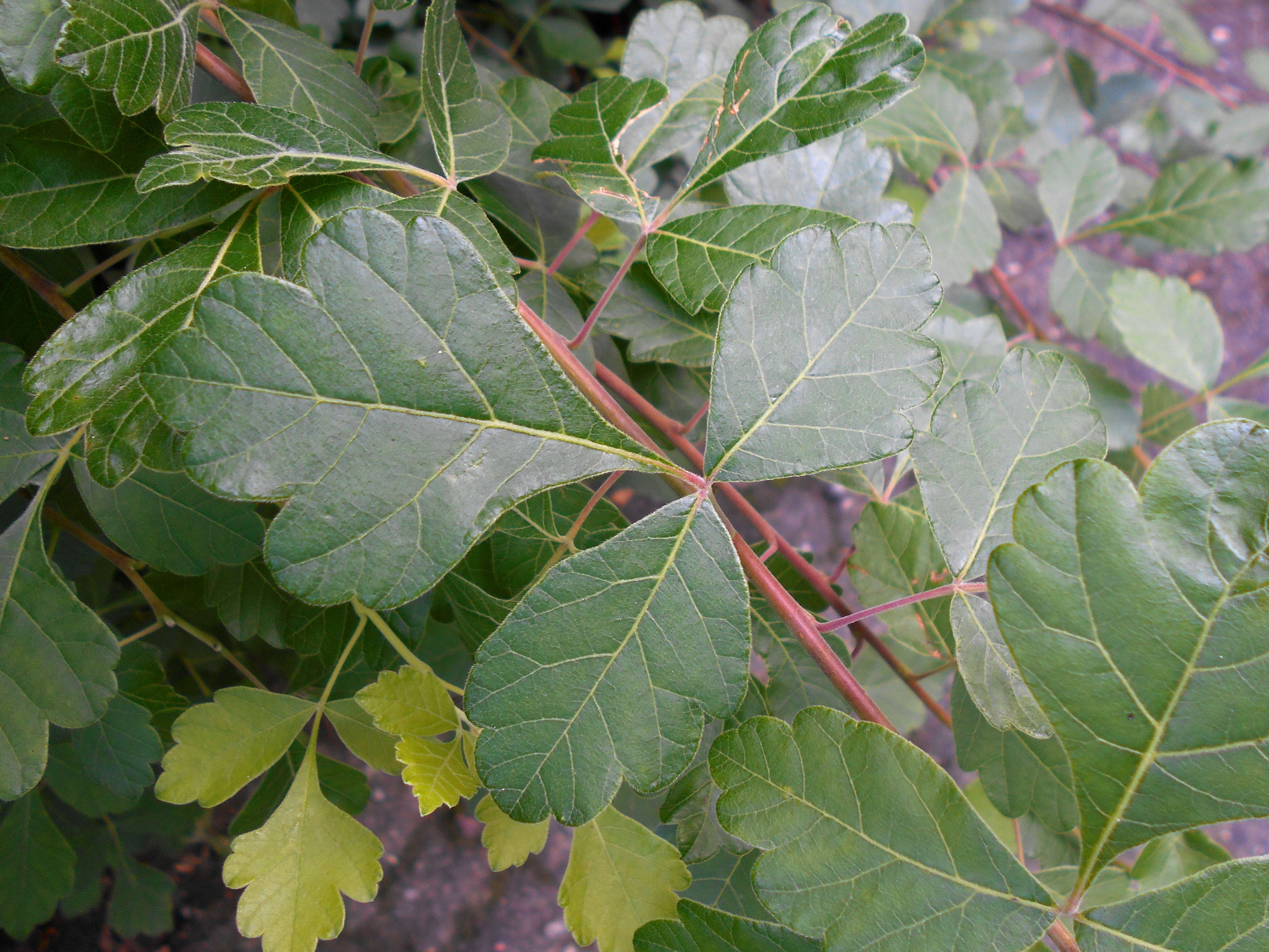 Image of fragrant sumac