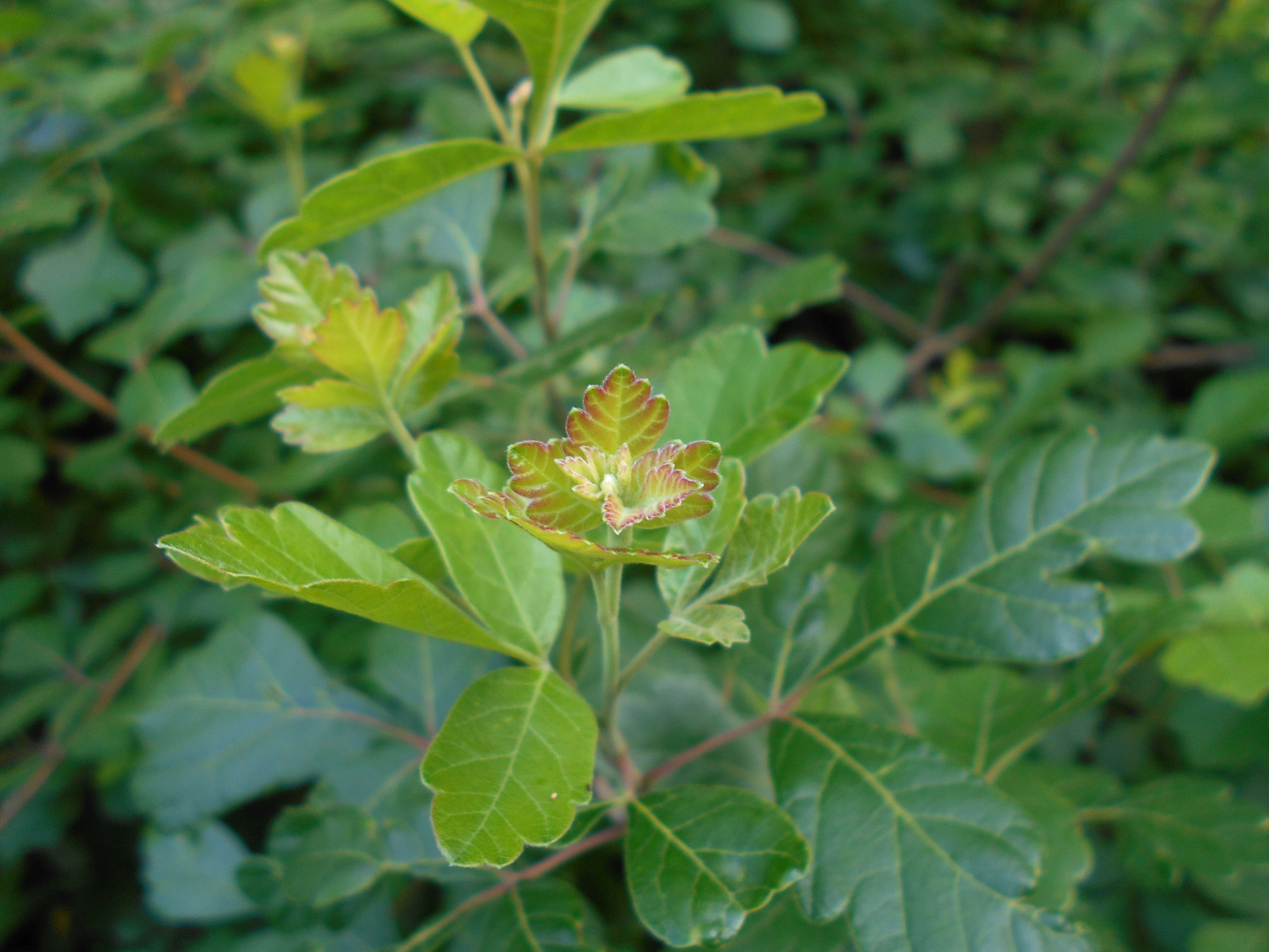 Image of fragrant sumac