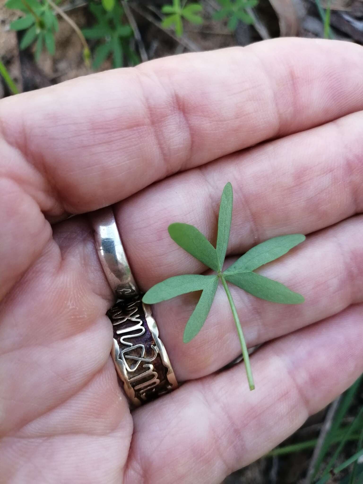 Sivun Oxalis stellata Eckl. & Zeyh. kuva