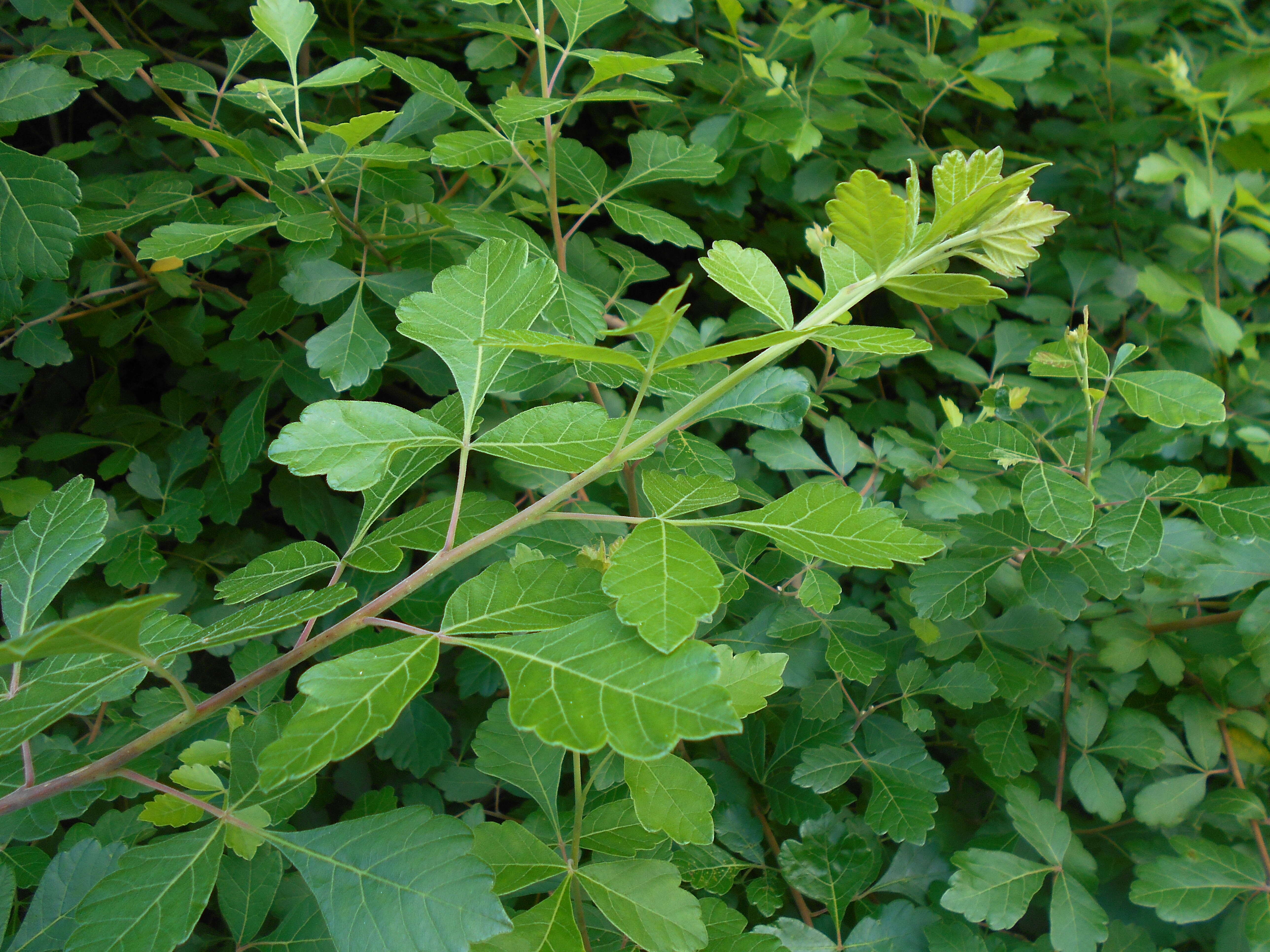 Image of fragrant sumac