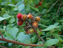 Image of fragrant sumac