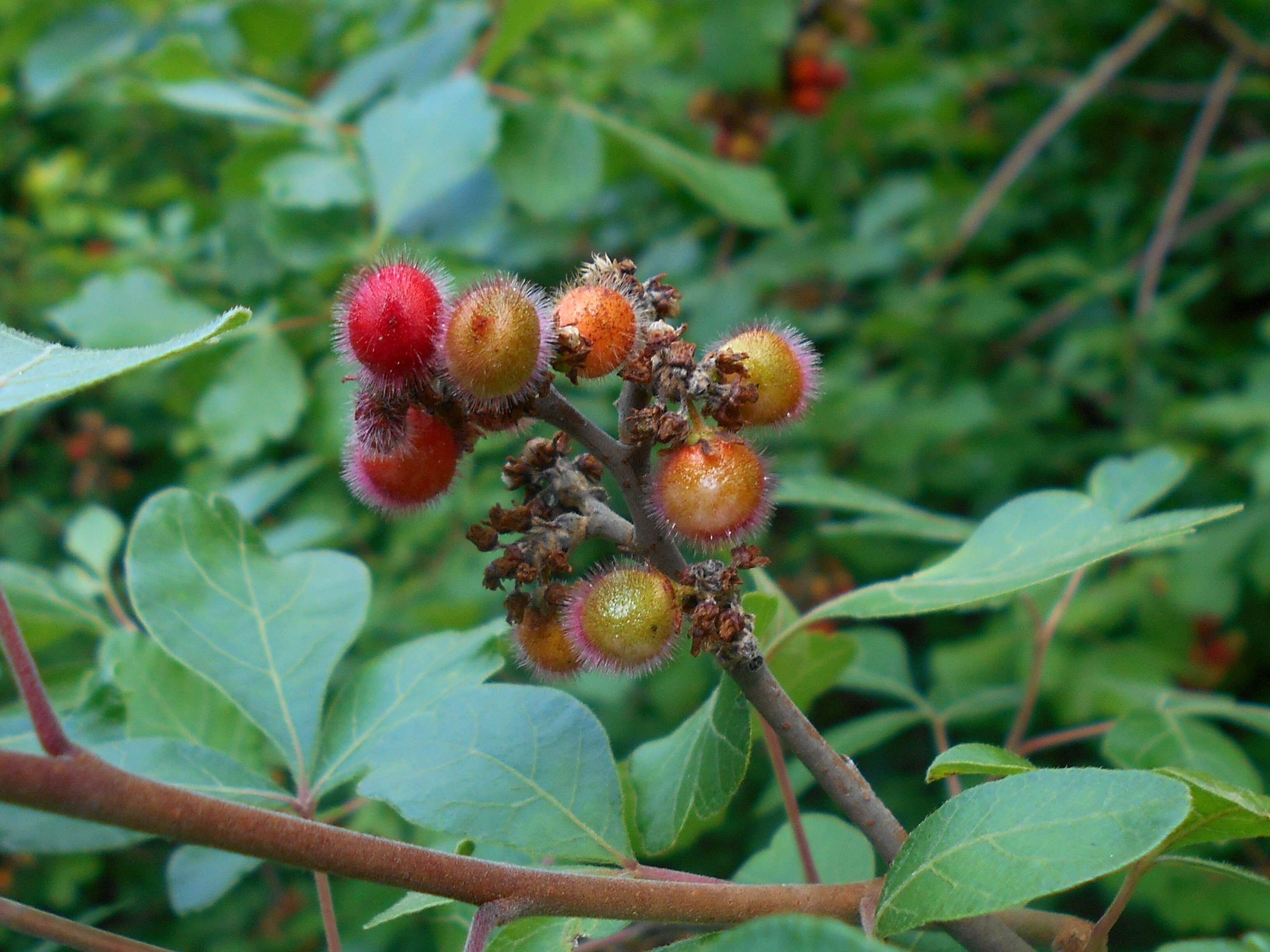 Image of fragrant sumac